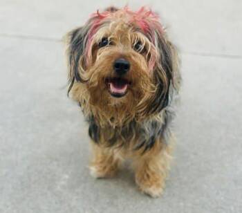 Mixed Breed Dogs Available for Adoption in West Chester, Pennsylvania - Antonio | PetCurious
