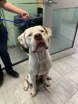 American Bulldog and Mastiff Dogs Available for Adoption in Grand Prairie, Texas - BARTHOLOMEW | PetCurious