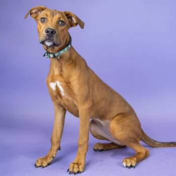 Duckie -  Mixed Breed Dog for Adoption in Portland, Oregon - Duckie | PetCurious