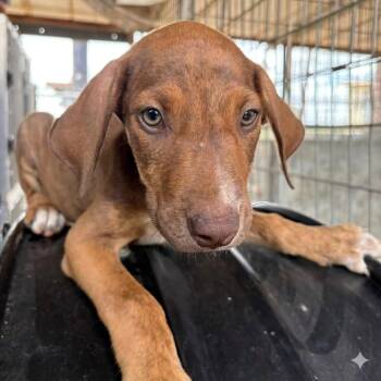 Fruit Tart -  Labrador Retriever Dog Available for Adoption in Austin, Texas - Fruit Tart | PetCurious