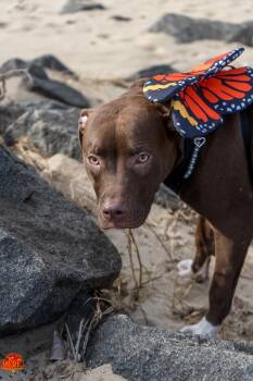 Pit Bull Terrier and Chocolate Labrador Retriever Dogs Available for Adoption - Mary | PetCurious