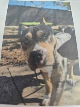 Mixed Breed Dogs Available for Adoption in Cincinnati, Ohio - Rylee | PetCurious