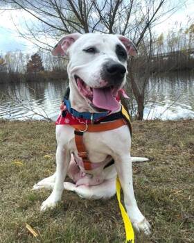 SALLY -  Mixed Breed Dog for Adoption in Dallas, Texas - SALLY | PetCurious