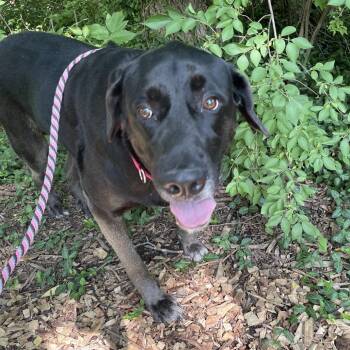 Daisy -  Labrador Retriever and Mixed Breed Dog for Adoption in Edwardsville, Illinois - Daisy | PetCurious