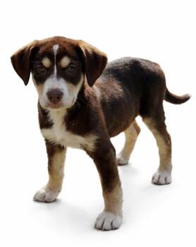 Australian Shepherd and Labrador Retriever Dogs Available for Adoption - Reece ~so Cute ~ | PetCurious