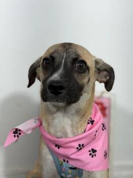 Dan-One of our Amazing Rescue Dogs -  Pug and Italian Greyhound Dog for Adoption in Carlsbad, California - Dan-One Of Our Amazing Rescue Dogs | PetCurious