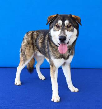 HACHI -  German Shepherd Dog and Siberian Husky Dog for Adoption in Pasadena, California - HACHI | PetCurious