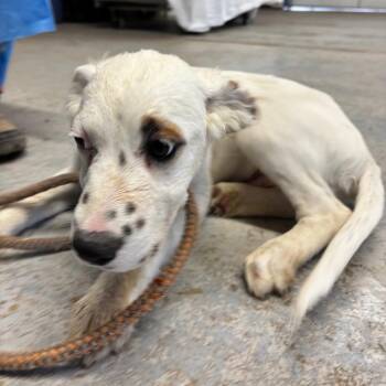 Cartwheel -  Mixed Breed Dog for Adoption in Moab, Utah - Cartwheel | PetCurious
