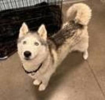 Pandora -  Siberian Husky Dog for Adoption in Denton, Texas - Pandora | PetCurious