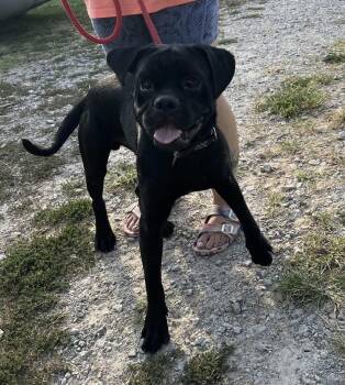 Buzz -  Boxer Dog for Adoption in Denver, Colorado - Buzz | PetCurious