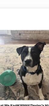 Dexter -  Hound Dog for Adoption in Tulsa, Oklahoma - Dexter | PetCurious
