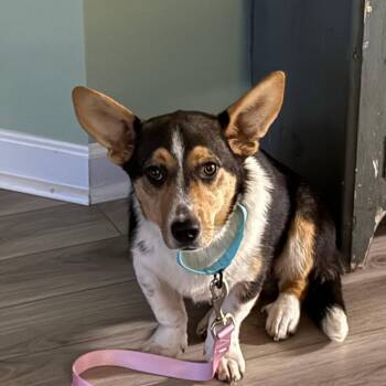 Corgi and Mixed Breed Dogs Available for Adoption in Myrtle Beach, South Carolina - Jenkins | PetCurious
