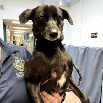 Geri -  Mixed Breed Dog for Adoption in Chicago, Illinois - Geri | PetCurious