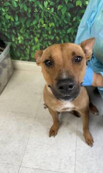 Rescue Shepherd and Terrier Dogs for Adoption in San Antonio, Texas - Sears | PetCurious
