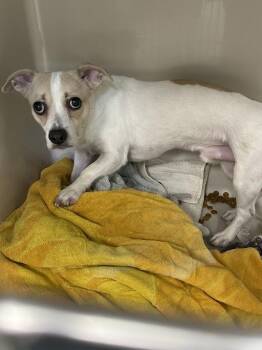 Chihuahua Dogs Available for Adoption in Las Vegas, Nevada - TACO | PetCurious