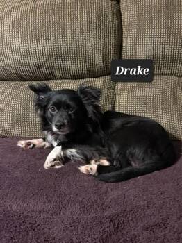 Drake -  Pomeranian Dog for Adoption in Buffalo, Missouri - Drake | PetCurious