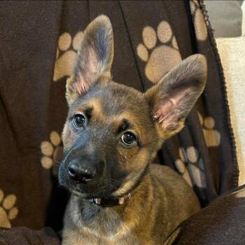 Mixed Breed Dogs Available for Adoption in Dekalb, Illinois - Digby | PetCurious