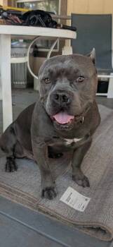 Rescue American Staffordshire Terrier Dogs for Adoption in Dallas, Texas - Gremmy | PetCurious