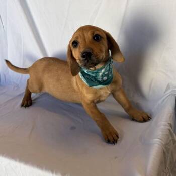 Ruth -  Mixed Breed Dog for Adoption in Canal Winchester, Ohio - Ruth | PetCurious