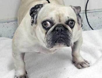 Rescue French Bulldog Dogs for Adoption in Wildomar, California - 802041 | PetCurious