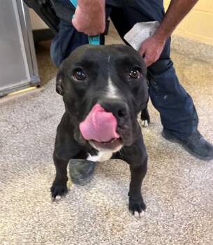 SULLY -  Pit Bull Terrier Dog Available for Adoption in Blythe, California - SULLY | PetCurious