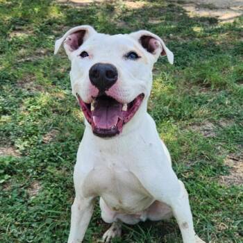 Pit Bull Terrier Dogs Available for Adoption - Goliath Aka Chisholm DD | PetCurious