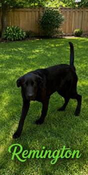 Remington -  Labrador Retriever Dog for Adoption in Zimmerman, Minnesota - Remington | PetCurious