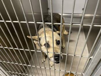 German Shepherd Dog and Mixed Breed Dogs Available for Adoption in Modesto, California - LUNA | PetCurious