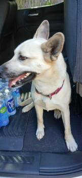 Mixed Breed Dogs Available for Adoption in Crocker, Missouri - Daisy | PetCurious