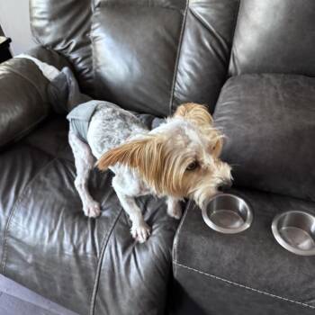 Turbo -  Yorkshire Terrier Dog for Adoption in Houston, Texas - Turbo | PetCurious