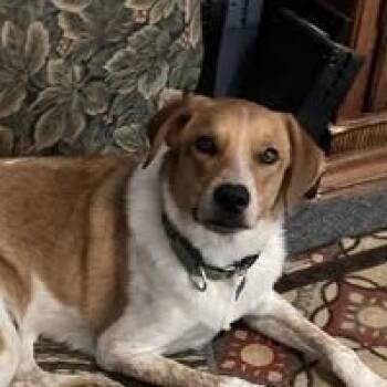 Rescue Labrador Retriever and Mixed Breed Dogs for Adoption in Ferndale, Michigan - Dublin | PetCurious