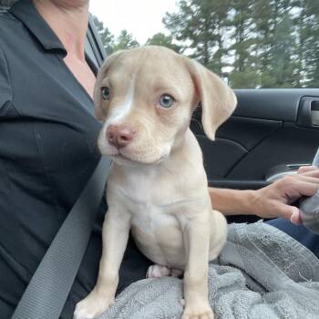 Donkey -  Pit Bull Terrier and Chihuahua Dog for Adoption in Richmond, Virginia - Donkey | PetCurious