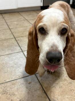 Ellie Bells -  Basset Hound Dog for Adoption in Tulsa, Oklahoma - Ellie Bells | PetCurious