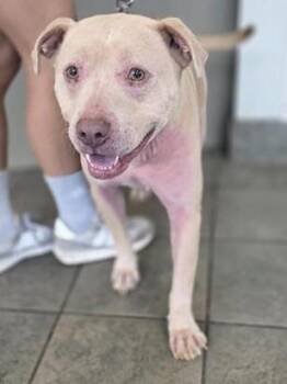 American Staffordshire Terrier Dogs Available for Adoption in San Antonio, Texas - BUMI | PetCurious