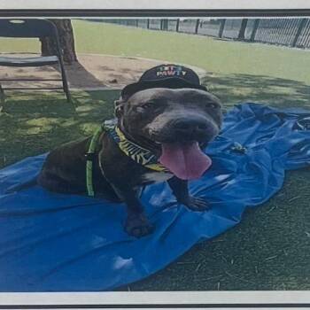 Tyler -  Pit Bull Terrier Dog for Adoption in Incline Village, Nevada - Tyler | PetCurious