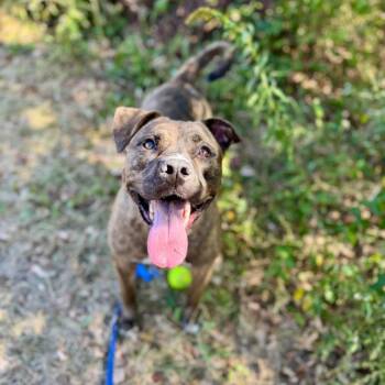 American Bulldog Dogs Available for Adoption in Union, Missouri - Millie FC Ryan R | PetCurious
