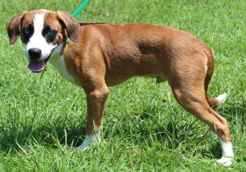 Zeno 43884 -  Boxer and Husky Dog for Adoption in Prattville, Alabama - Zeno 43884 | PetCurious