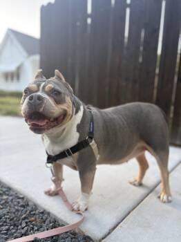 Brooklyn, Professional Sunbather Seeking Forever Home in Modesto -  English Bulldog Dog for Adoption in Lake Hughes, California - Brooklyn, Professional Sunbather Seeking Forever Home In Modesto | PetCurious