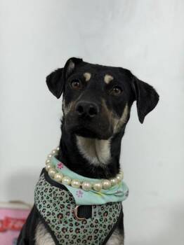 Colette-One of our Amazing Rescue Dogs -  Australian Kelpie and Rottweiler Dog for Adoption in Carlsbad, California - Colette-One Of Our Amazing Rescue Dogs | PetCurious