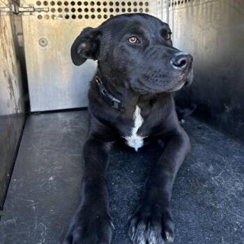 Pit Bull Terrier Dogs Available for Adoption in Birmingham, Alabama - Cooper | PetCurious