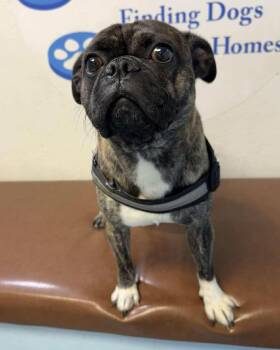 Rescue Boston Terrier and Pug Dogs for Adoption in Las Vegas, Nevada - Lou | PetCurious