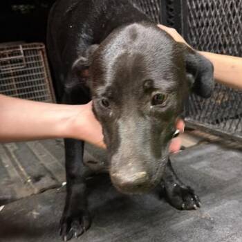 Fila -  Mixed Breed Dog for Adoption in Gadsden, Alabama - Fila | PetCurious