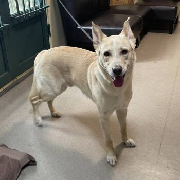 Spartacus -  Husky and Mixed Breed Dog for Adoption in Pasadena, California - Spartacus | PetCurious