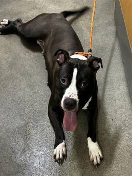 BOSS BABY -  Pit Bull Terrier Dog for Adoption - BOSS BABY | PetCurious