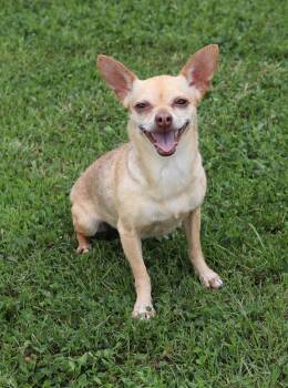Chihuahua Dogs Available for Adoption in Winchester, Tennessee - Shirley | PetCurious