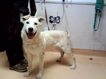 MARTY -  Labrador Retriever and Mixed Breed Dog for Adoption in Martinez, California - MARTY | PetCurious