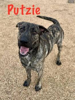 Hound Dogs Available for Adoption in Boerne, Texas - Putzie | PetCurious