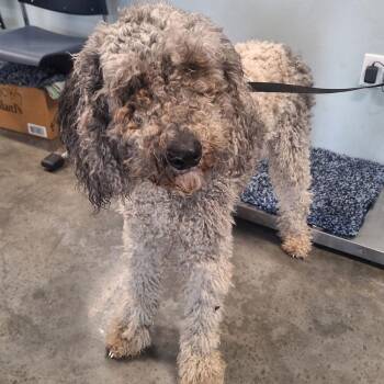 Standard Poodle Dogs Available for Adoption - Jude | PetCurious