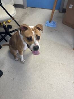 Rescue Mixed Breed Dogs for Adoption in West Chester, Pennsylvania - Brownie | PetCurious