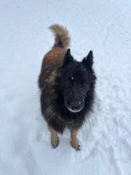 Belgian Shepherd Tervuren Dogs Available for Adoption - Tavern | PetCurious